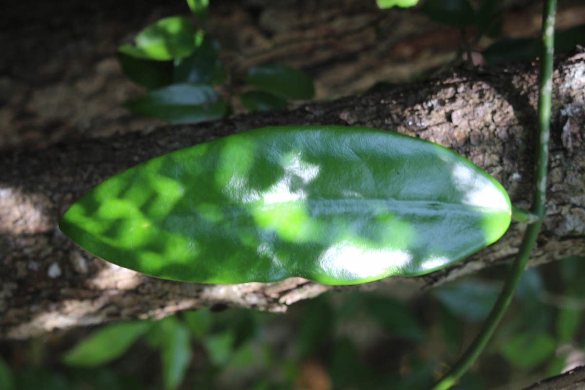 Hoya sp.